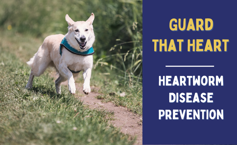 Guard That Heart – Heartworm Disease Prevention