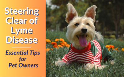 Steering Clear of Lyme Disease: Essential Tips for Pet Owners