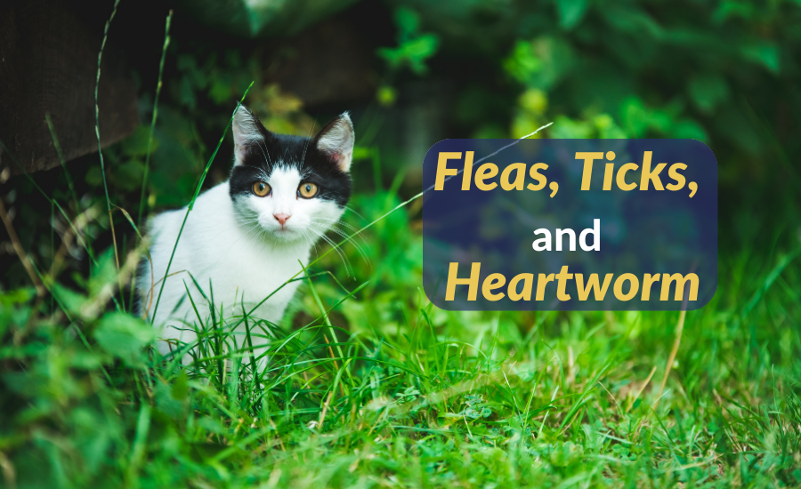 Fleas, Ticks, and Heartworm