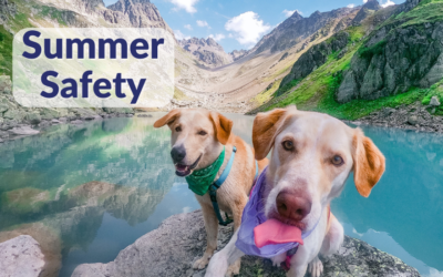 Summer Safety