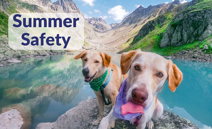 Summer Safety