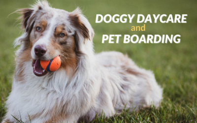 Doggy Daycare and Pet Boarding