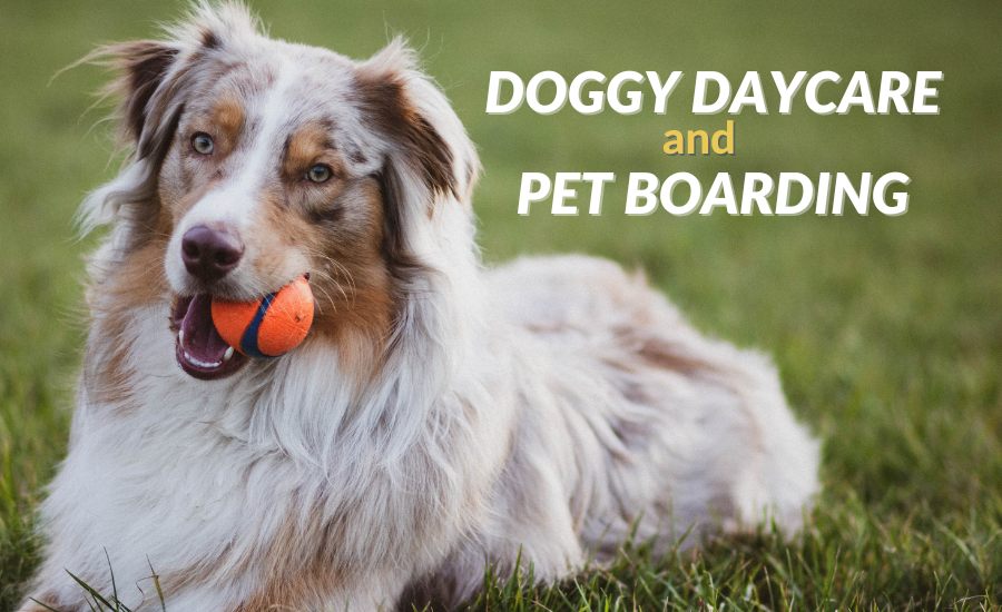 Doggy Daycare and Pet Boarding
