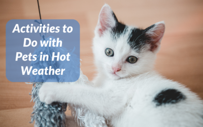 Activities to do with Pets in Hot Weather