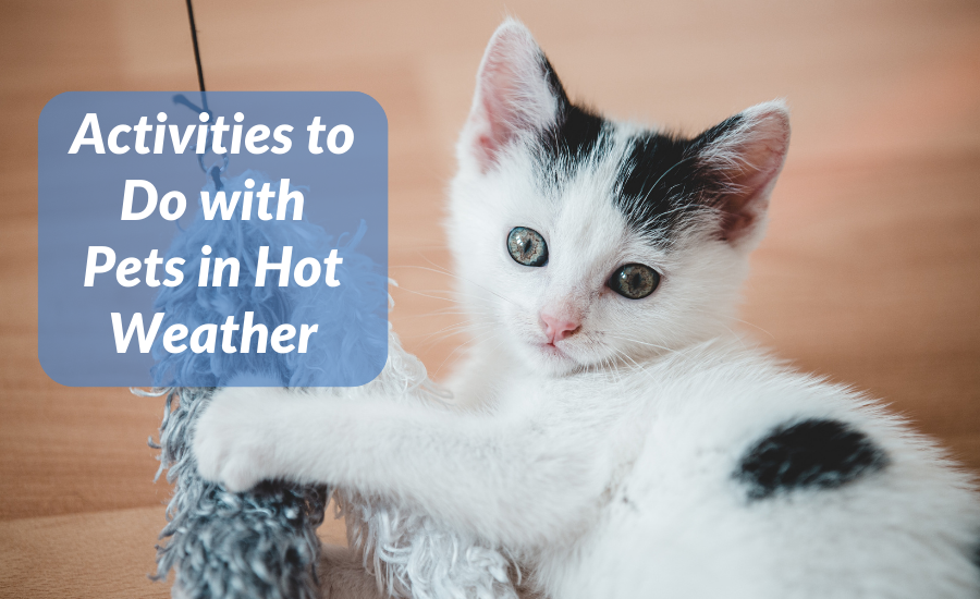 Activities to do with Pets in Hot Weather