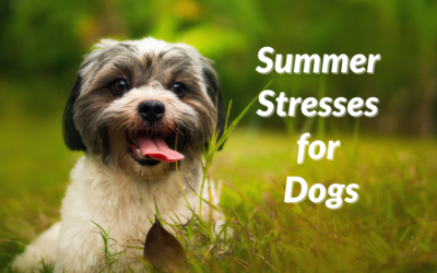 Summer Stresses for Dogs