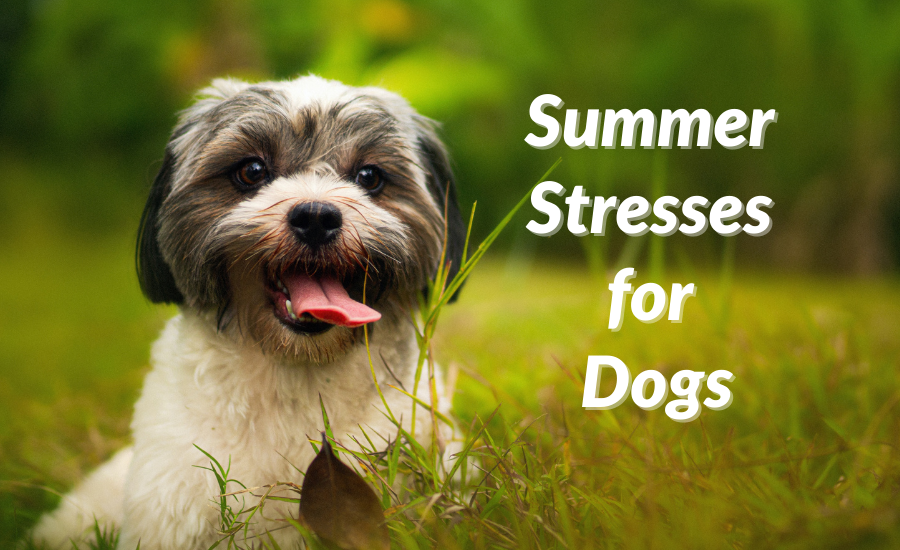 Summer Stresses for Dogs