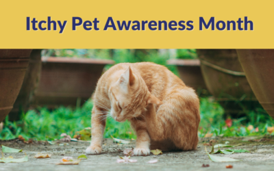 Itchy Pet Awareness Month