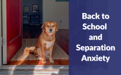 Back to School and Separation Anxiety