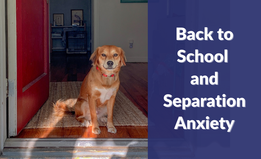 Back to School and Separation Anxiety