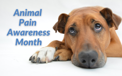 Animal Pain Awareness Month