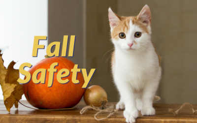 Fall Safety