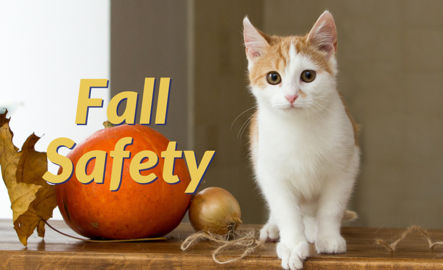 Fall Safety