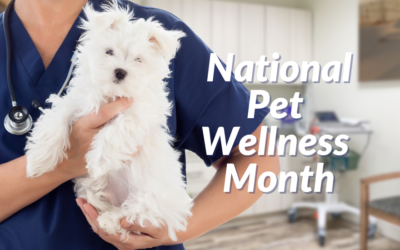 National Pet Wellness Month