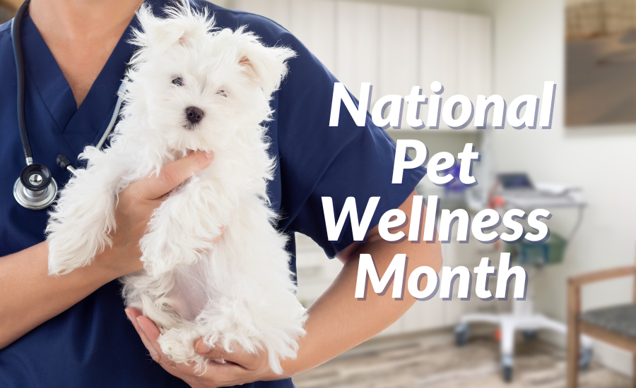 National Pet Wellness Month