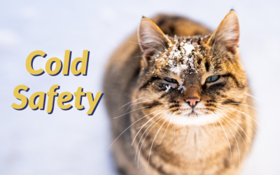Cold Safety