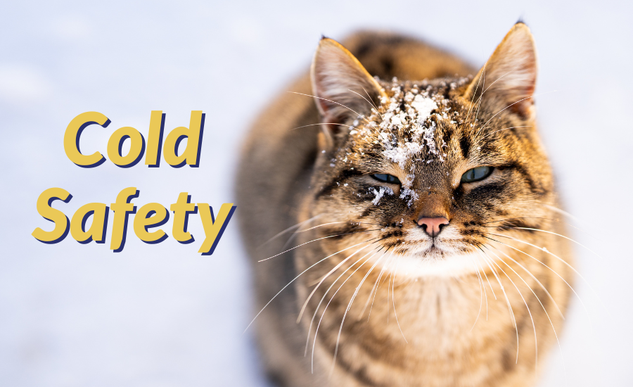 Cold Safety