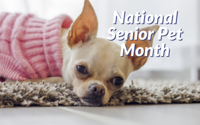 National Senior Pet Month