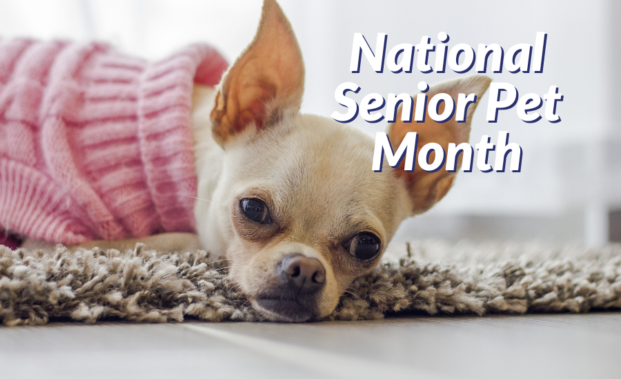 National Senior Pet Month