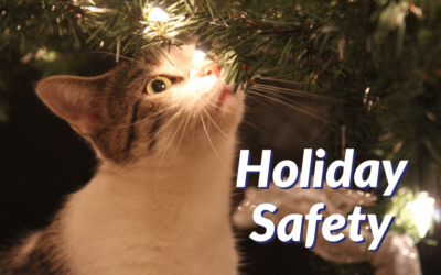 Holiday Safety