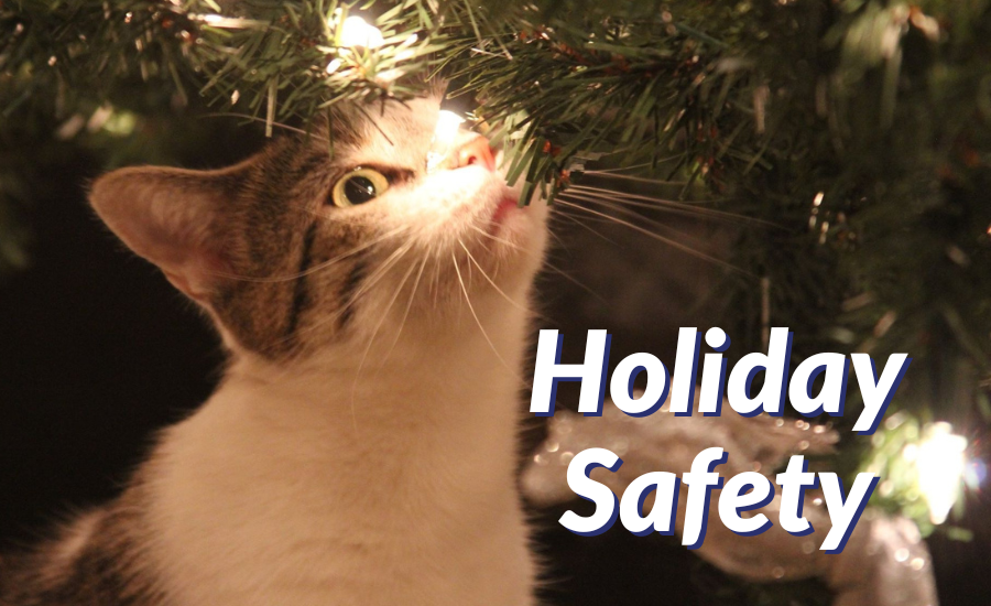 Holiday Safety
