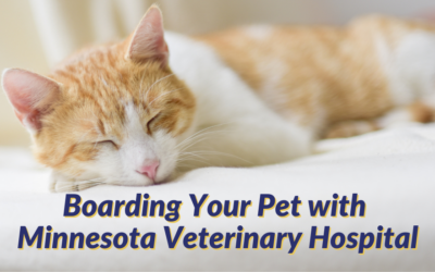 Boarding Your Pet With Minnesota Veterinary Hospital