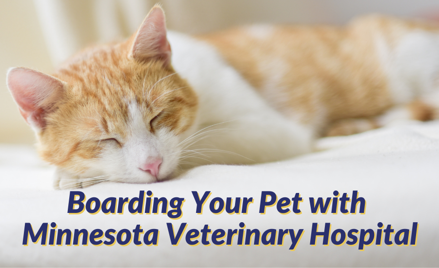 Boarding Your Pet With Minnesota Veterinary Hospital