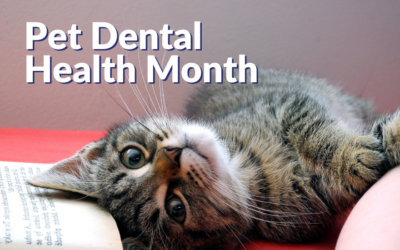 Pet Dental Health Month