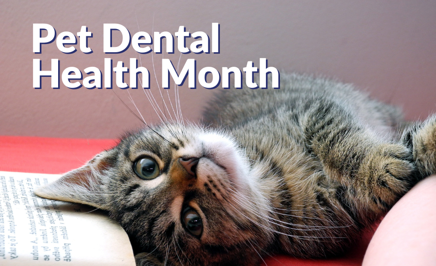 Pet Dental Health Month