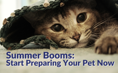 Summer Booms: Start Preparing Your Pet Now