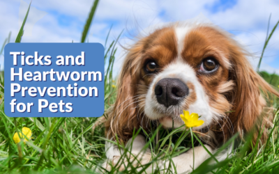 Tick and Heartworm Protection For Pets
