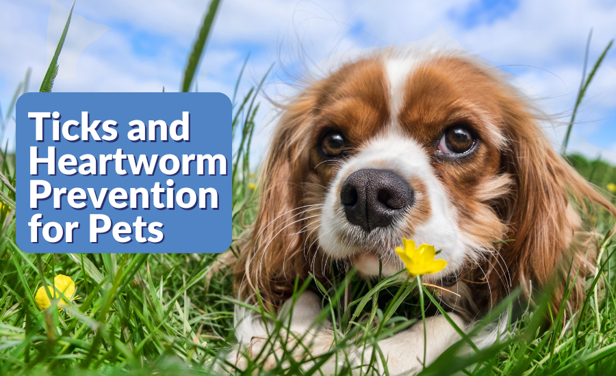 Tick and Heartworm Protection For Pets