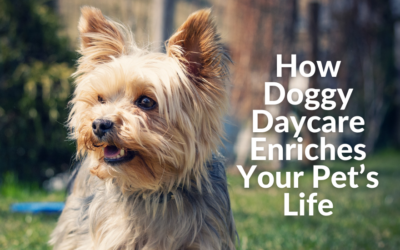 How Doggy Daycare Enriches Your Pet’s Life