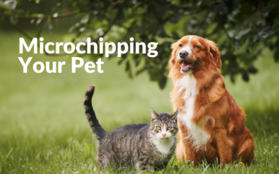 Microchipping Your Pet