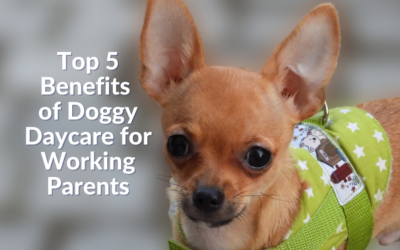 Top 5 Benefits of Doggy Daycare for Working Parents