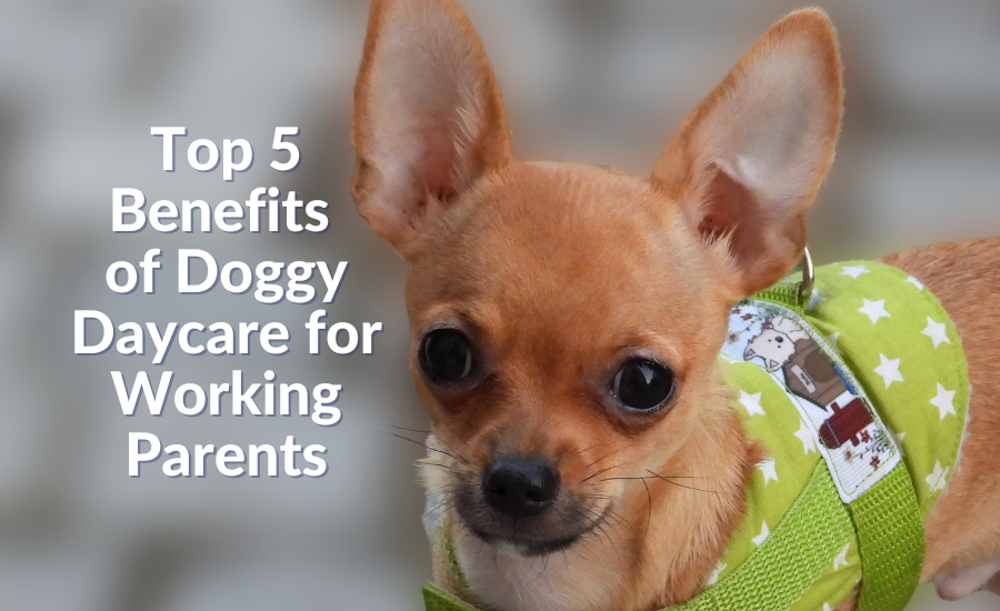 Top 5 Benefits of Doggy Daycare for Working Parents