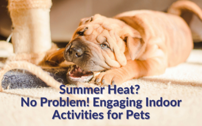 Summer Heat? No Problem! Engaging Indoor Activities for Pets