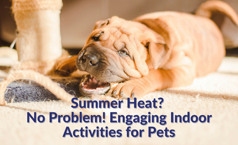 Summer Heat? No Problem! Engaging Indoor Activities for Pets