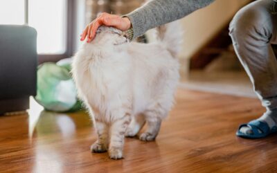 Kick Off 2025 with Great Pet Health: Tips for a Healthy Year in Shoreview, MN