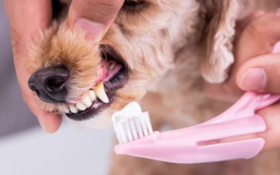 Healthy Teeth, Happy Pets: Everything You Need to Know About Pet Dental Health