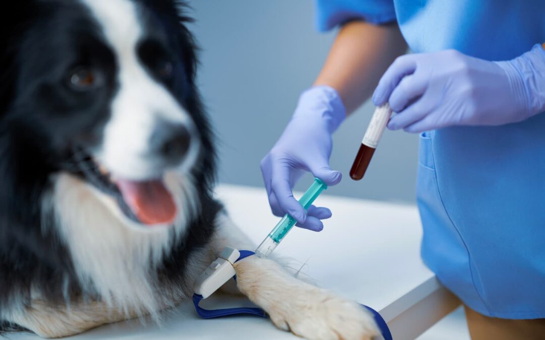 female-vet-taking-blood-sample-and-examining-a-dog