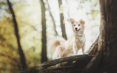 Fact or Fiction? The Truth About Heartworm Disease