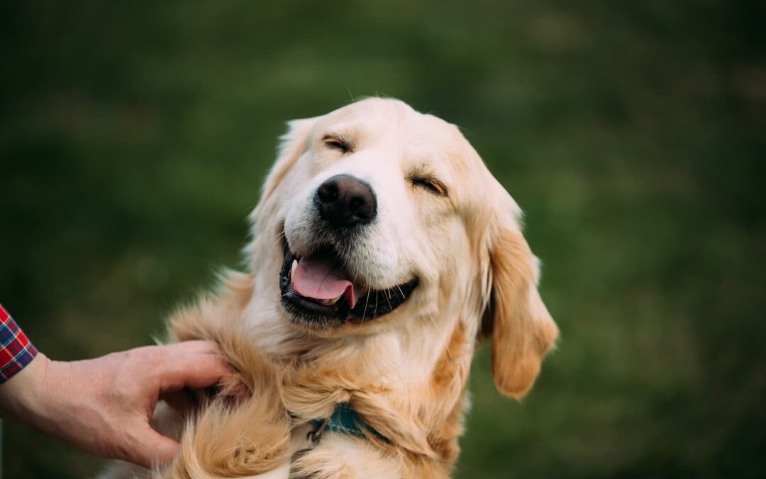 Dental Duty: Why Your Pet’s Smile Deserves a Spotlight