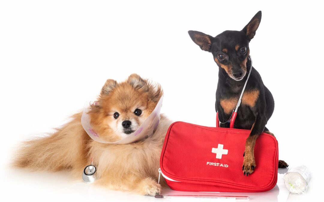 Pet-tential Emergencies: Are You Ready?