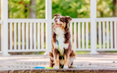 Senior Pets in Summer: Mobility, Hydration & Heat Awareness