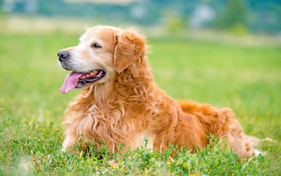 Skin Deep: How Summer Affects Your Pet’s Skin and Coat