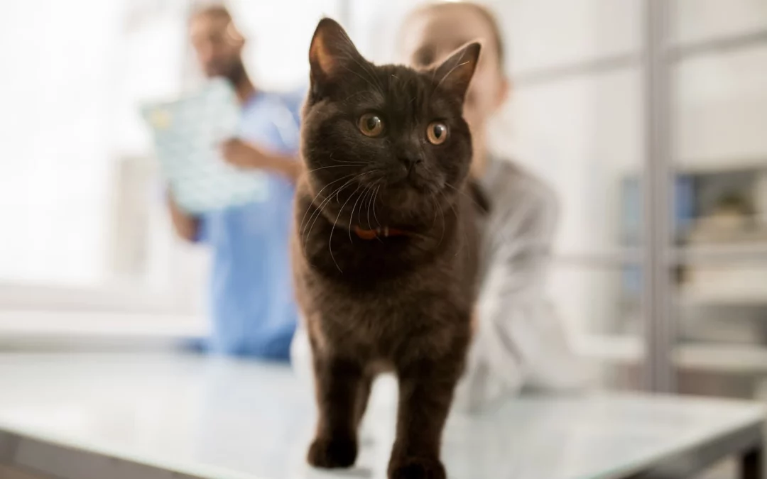 Not All Pets Are Created Equal: Why Cats Need Unique Veterinary Care