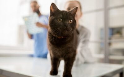 Not All Pets Are Created Equal: Why Cats Need Unique Veterinary Care