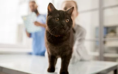 Not All Pets Are Created Equal: Why Cats Need Unique Veterinary Care