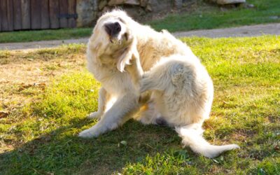 Stop the Scratch: Understanding and Preventing Itchy Skin in Pets
